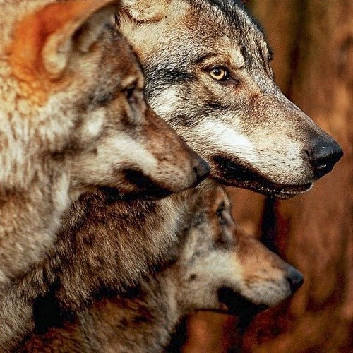 عکس خانواده گرگ ها