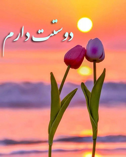 عکس گل عشق من