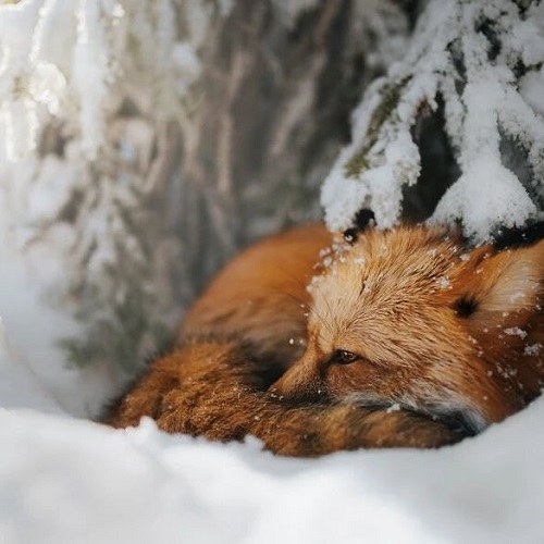 عکس روباه زیبا در برف