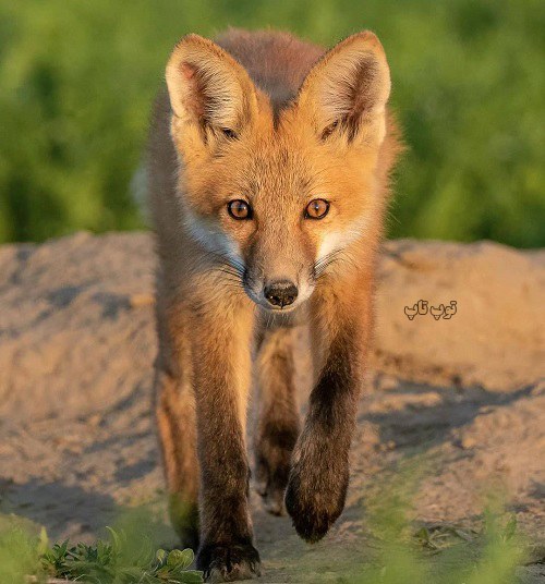 عکس روباه صحرایی زیبا