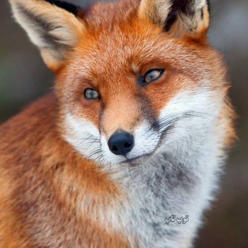 عکس روباه ایرانی زیبا