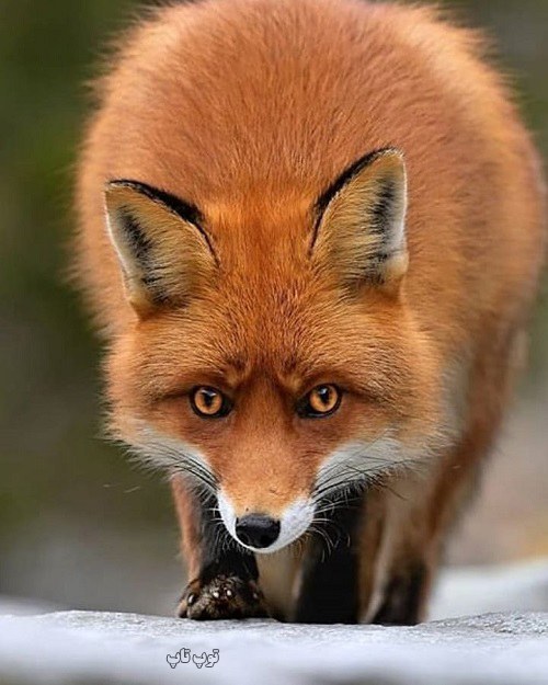 عکس روباه سرخ