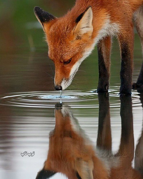 عکس استوری روباه