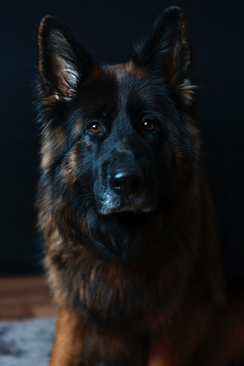 عکس سگ ژرمن خوشگل برای تصویر زمینه