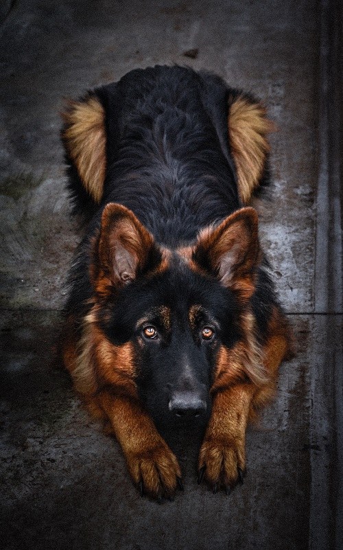 عکس مشخصات سگ ژرمن شپرد اصیل