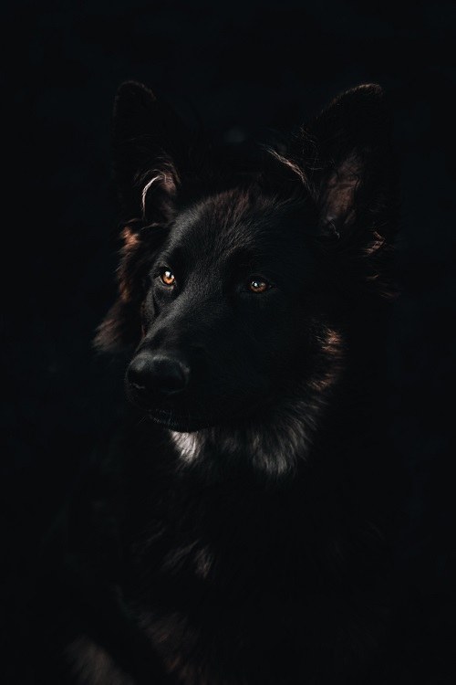 گالری عکس سگ ژرمن