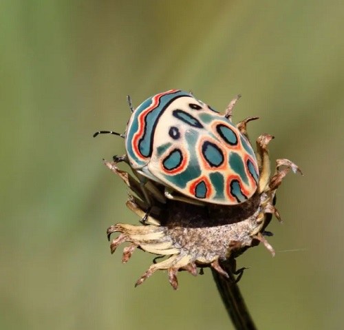 عکس سوسک طلایی