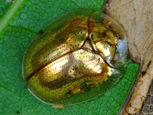 گالری عکس سوسک طلایی