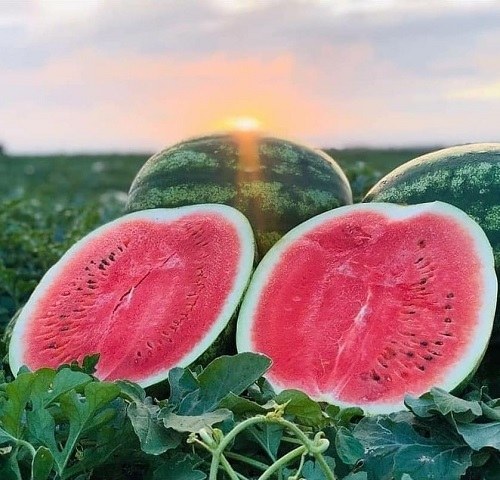 عکس زیبای تابستانی برای پروفایل