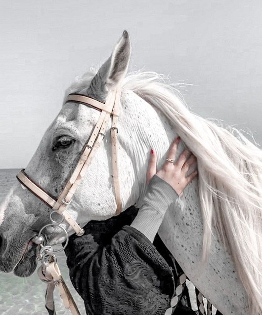 عکس اسب فوق العاده زیبا