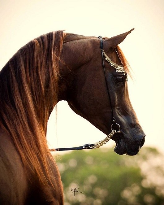 عکس اسب زیباترین