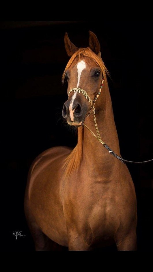 عکس اسب زیبا و قشنگ