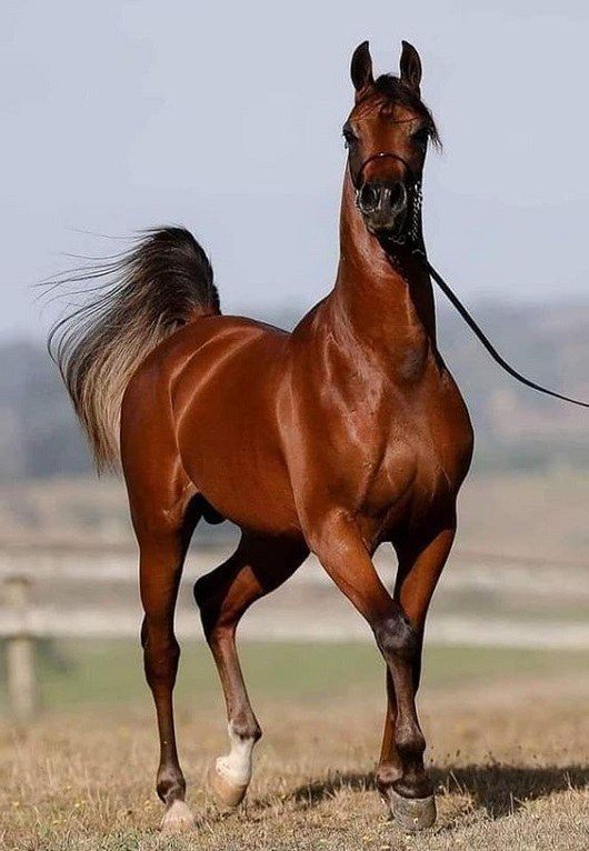 عکس اسب زیبا در طبیعت