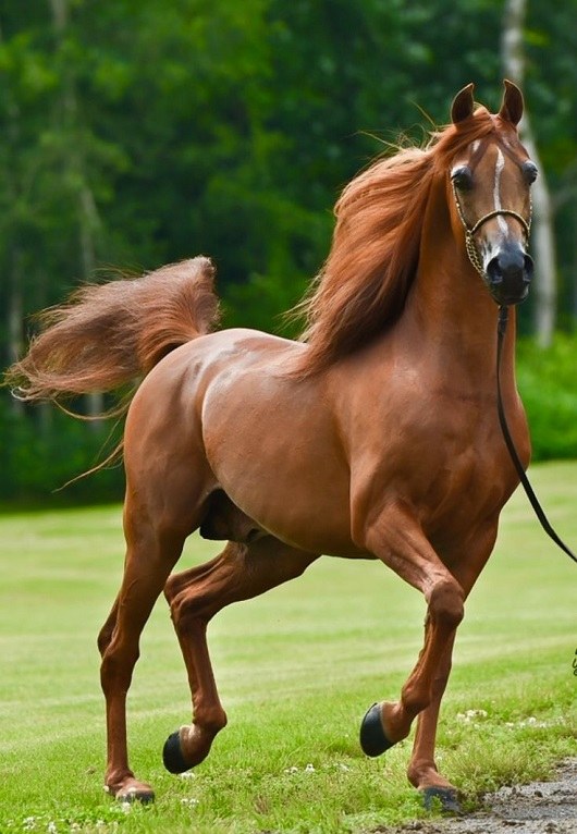 زیباترین عکس اسب زیبا