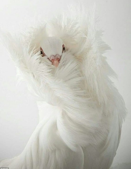 کبوتر سفید خوشگل
