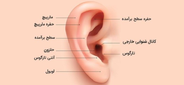 تحقیق درباره گوش