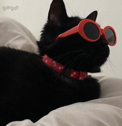 عکس گربه با عینک برای پروفایل