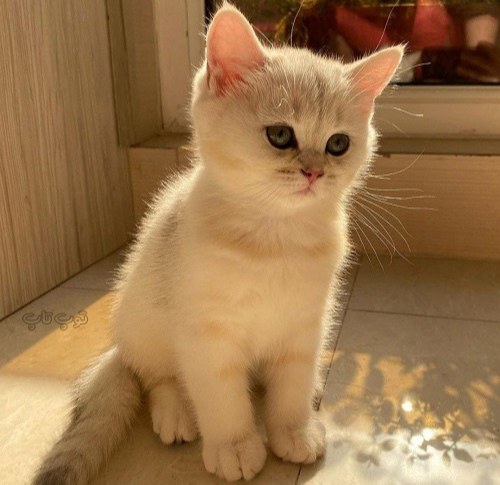 عکس توله گربه قشنگ