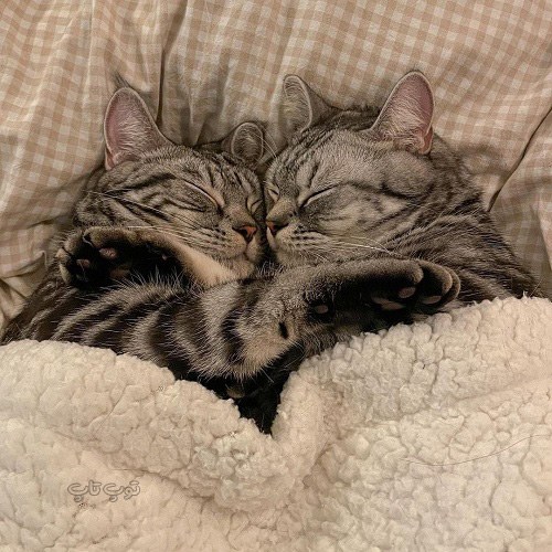 عکس دو گربه عاشقانه پیش هم خوابیده