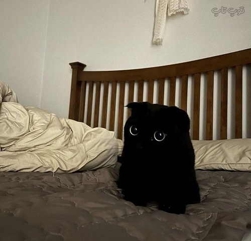 عکس گربه سیاه خوشگل برای پروفایل