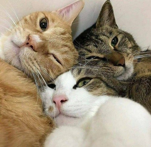 عکس سه تا گربه