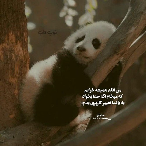 پاندا عکس نوشته