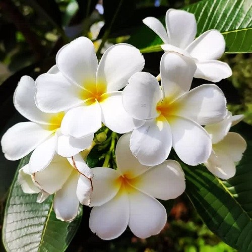 عکس گل سفید زیبا برای پروفایل