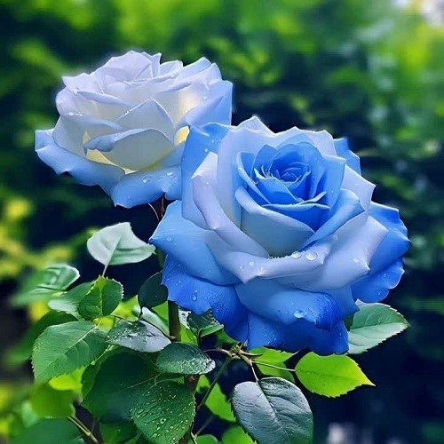عکس گل رز آبی زیبا