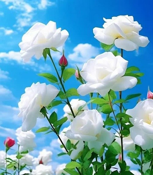 عکس گل رز سفید رویایی