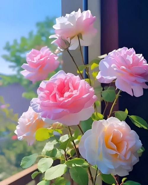 تصویر گلهای زیبا