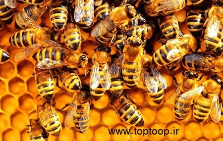 تعبیر گله ای از زنبورها