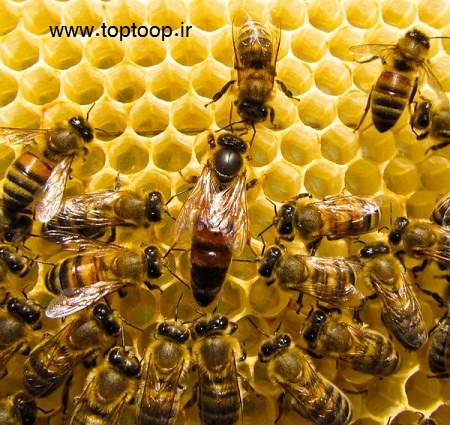 تعبیر خواب زنبور عسل