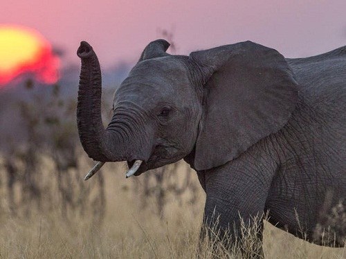 زندگی فیل ها