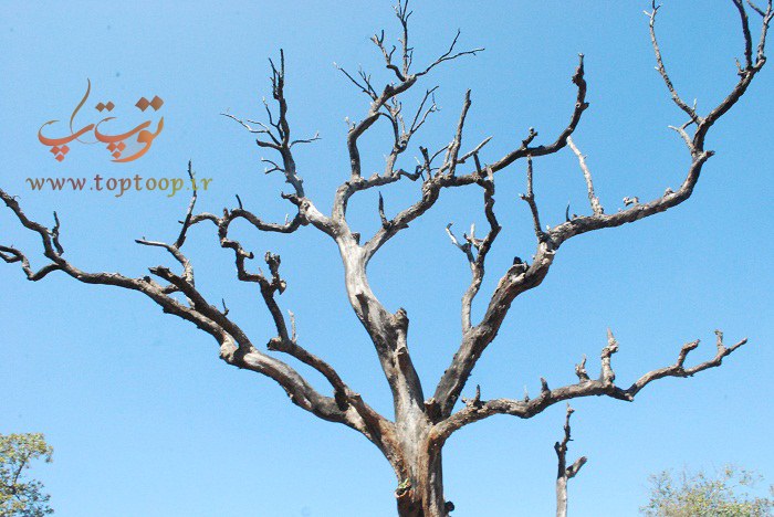 تعبیر خواب درخت خشک شده