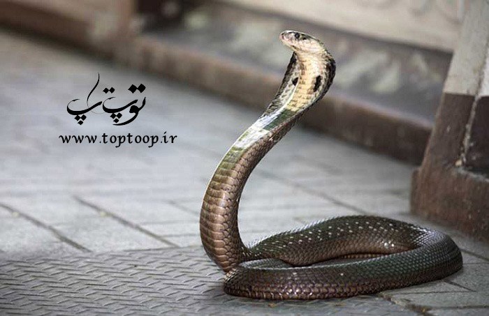 تعبیر خواب فرار کردن از مار