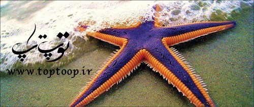 تعبیر خواب ستاره دریایی