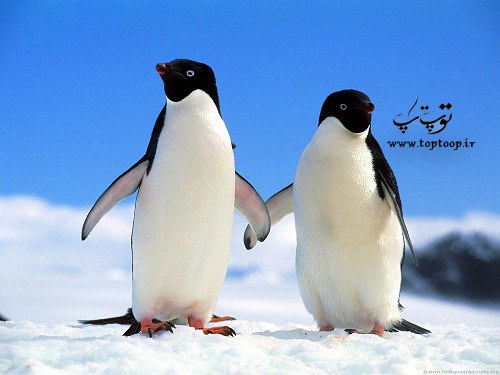 تعبیر خواب پنگوئن رقصنده و تعبیر خواب تعقیب کردن پنگوئن