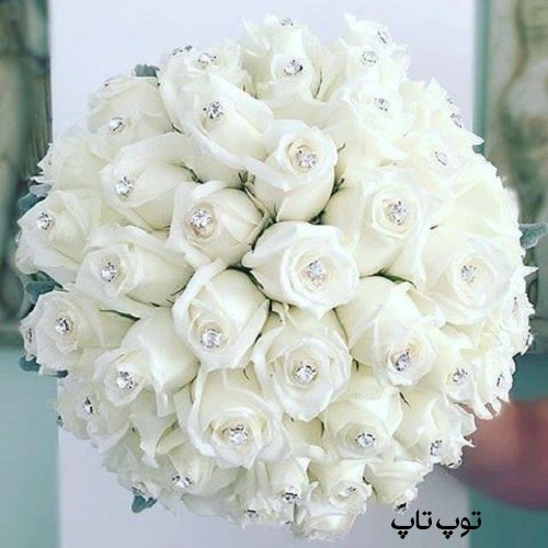 عکس گل رز سفید برای پروفایل