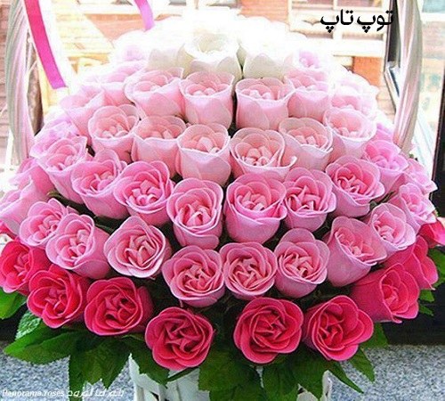عکس گل رز در رنگ های مختلف برای پروفایل