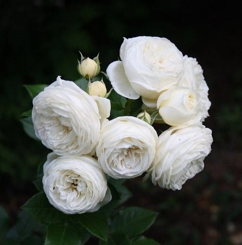 عکس پروفایل گلهای سفید