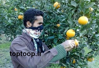 تعبیر خواب چیدن میوه از درخت پرتقال