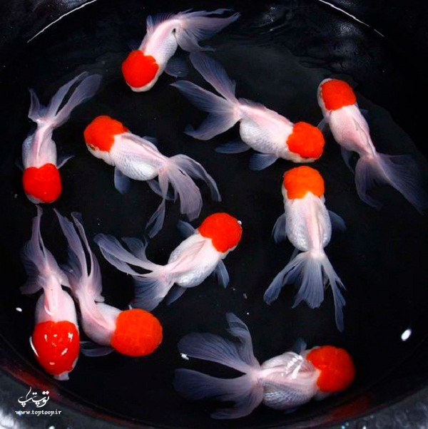عکس ماهی های گلفیش