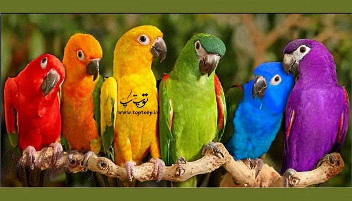 چطور گونه های مختلف طوطی را شناسایی کنیم