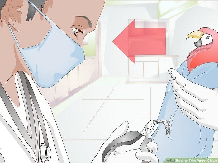 برای کوتاه کردن ناخن طوطی از دامپزشک کمک بگیرید