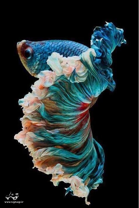 عکس ماهی فایتر چند رنگ و خوشگل
