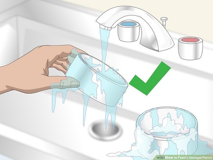 هر روز ظرف آبخوری طوطی را بشویید