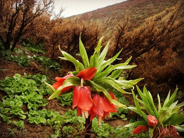 عکس بزمه یکی از روستاهای داران