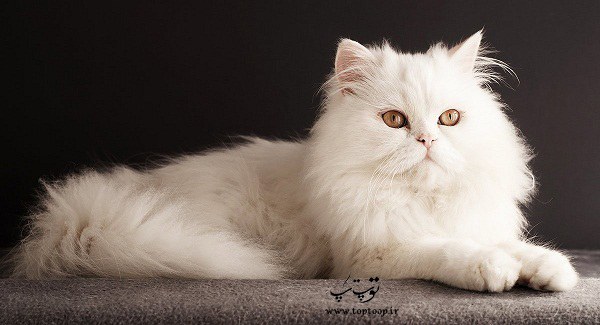 انتخاب اسم زیبا برای گربه نر سفید