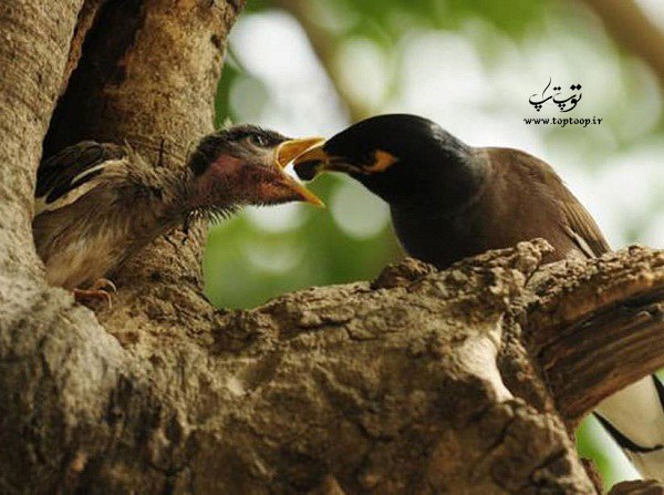 غذا دادن مرغ مینا به جوجه هایش در طبیعت