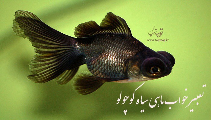 تعبیر خواب ماهی سیاه کوچولو